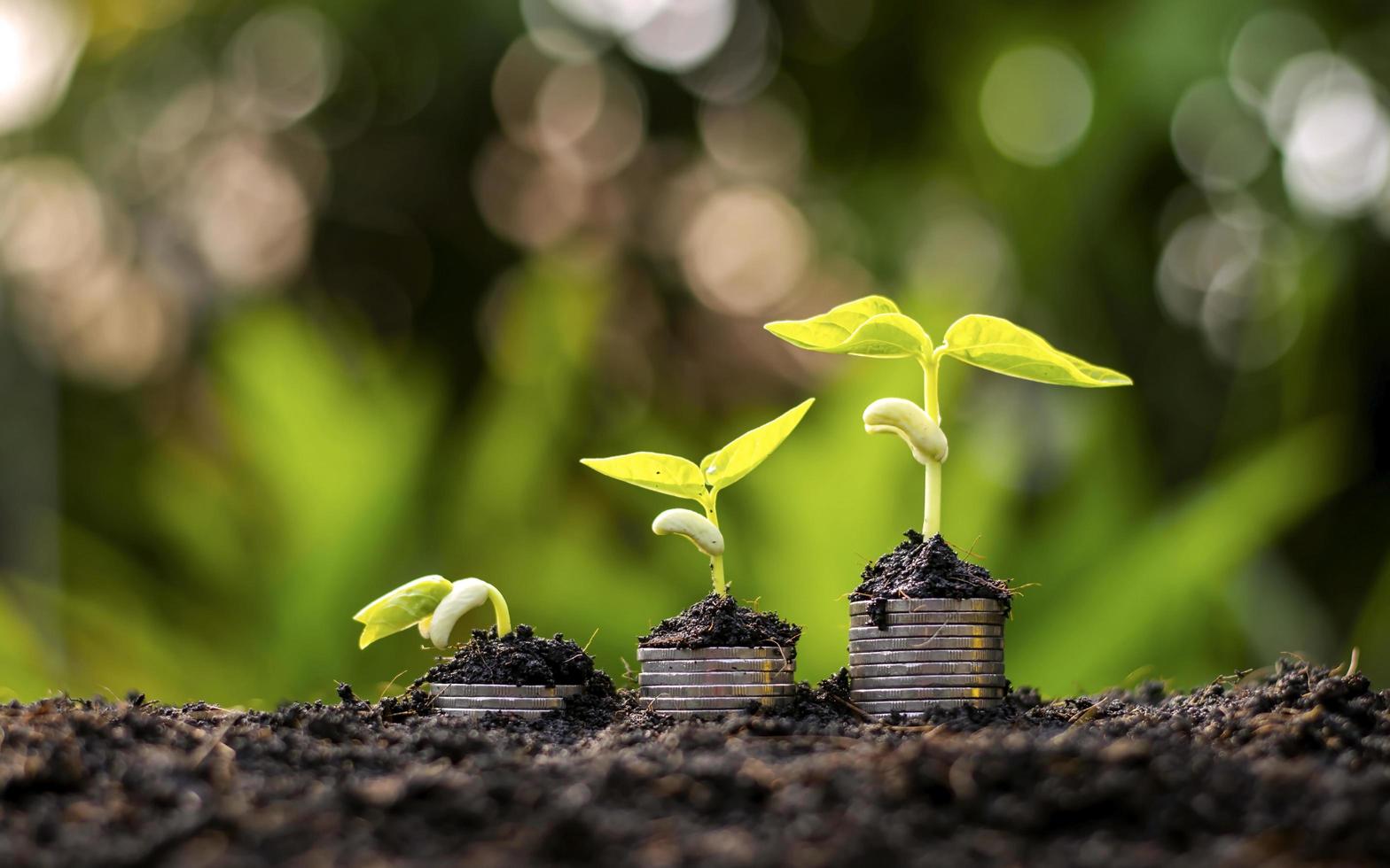 Plants growing on a pile of coins.