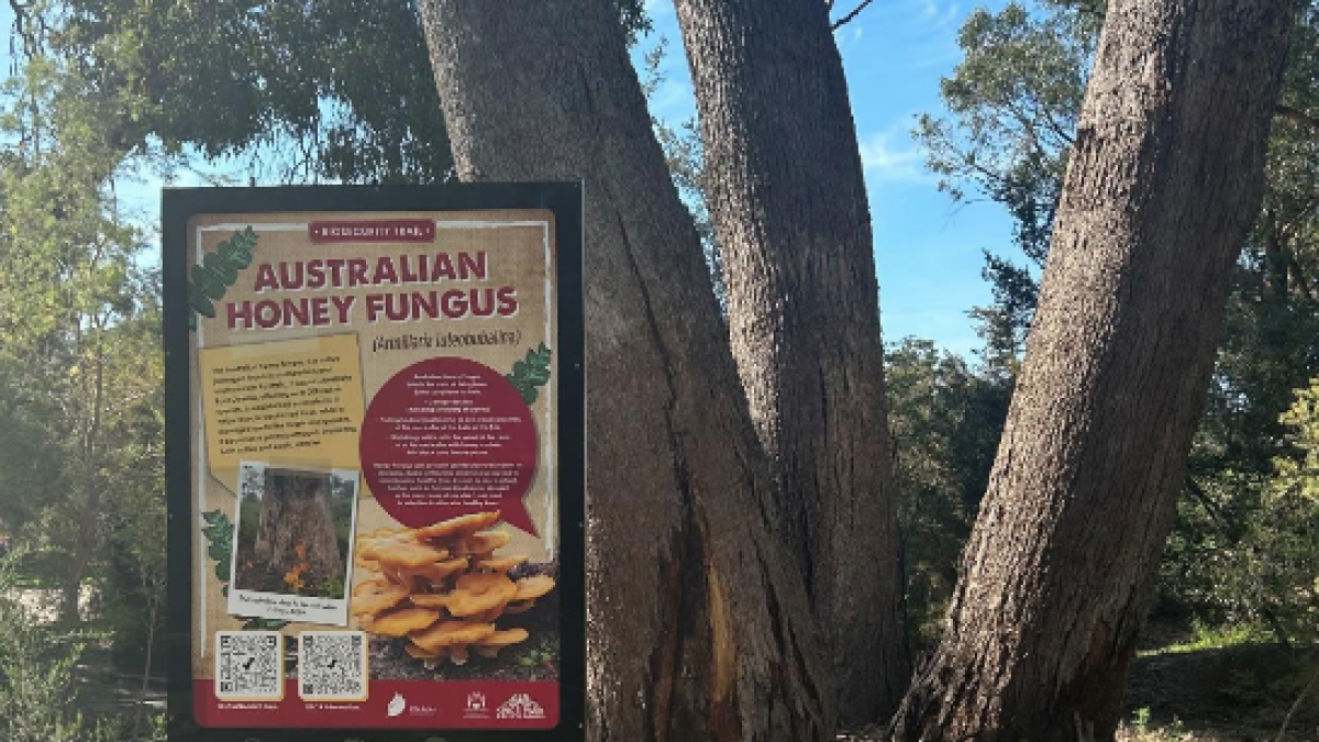 A park sign in front a large tree in a park. Text reads, Australian Honey Fungus' paired with images of the mushroom on a tree and two QR codes to learn more about the plant species. 
