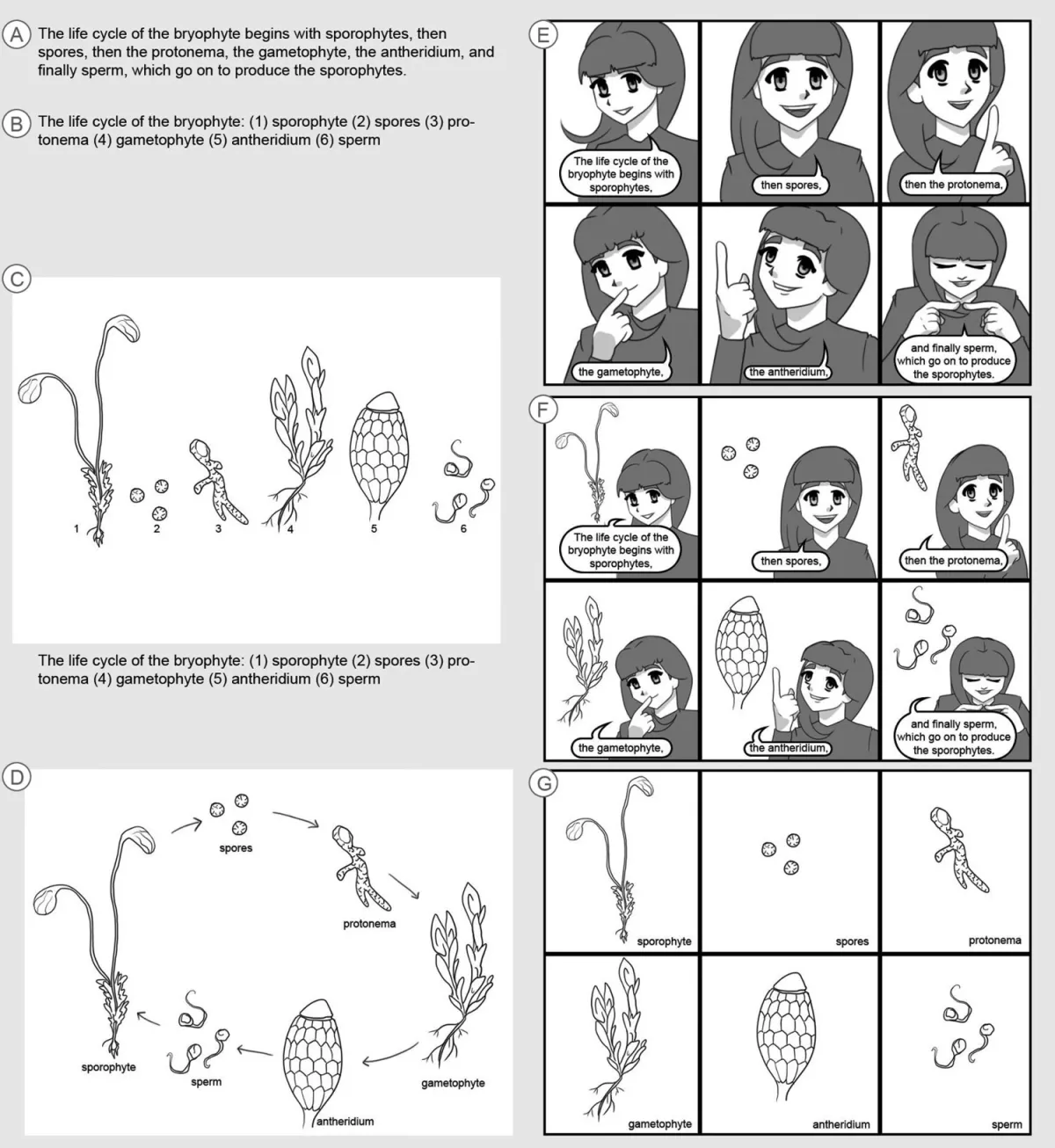 Figure 1. Explanatory variant example: bryophyte life cycle.. Note. (A) Text (conversational) (B) Text (numbered) (C) Image (numerical annotation) (D) Image (annotated cycle) (E) Image (person talking) (F) Image (person and picture) (G) Image (panels with text). See supplementary materials for all processes included in this study.