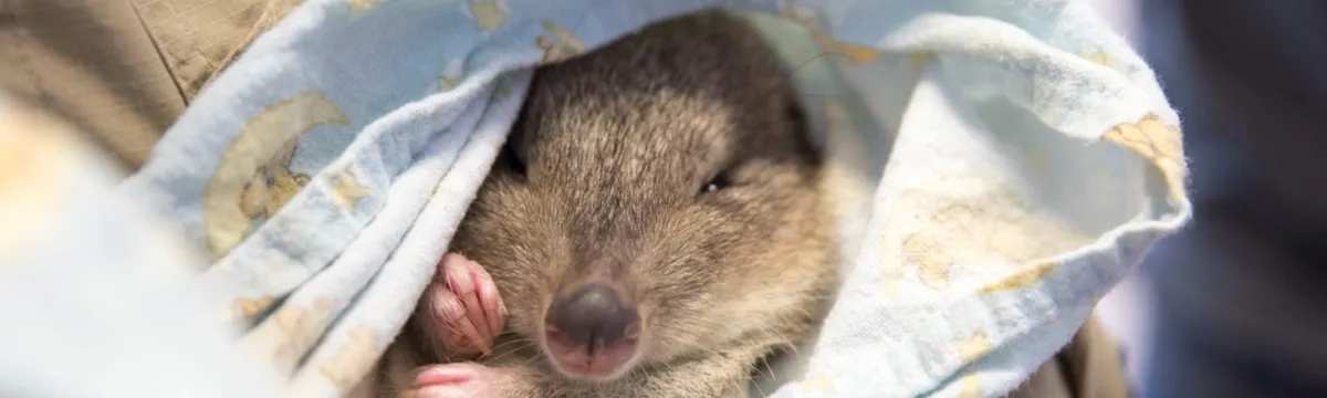 Animal on Mulligan's Flat