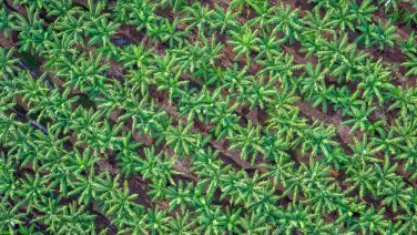 Aerial view of a banana plantation